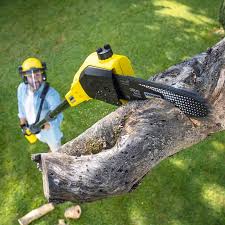 Best Tree Disease Treatment  in Phoenix Lake, CA