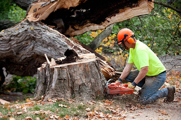 Best Lawn Grading and Leveling  in Phoenix Lake, CA