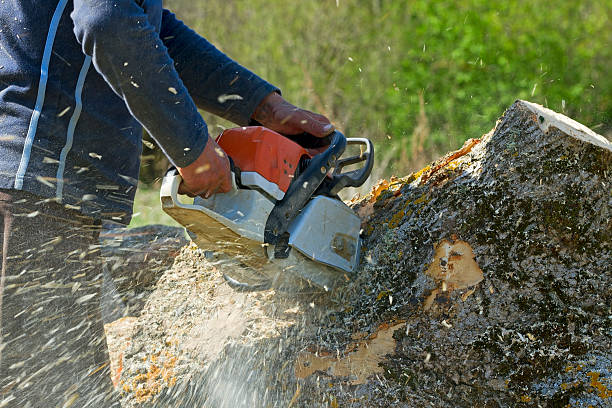 Best Stump Grinding and Removal  in Phoenix Lake, CA